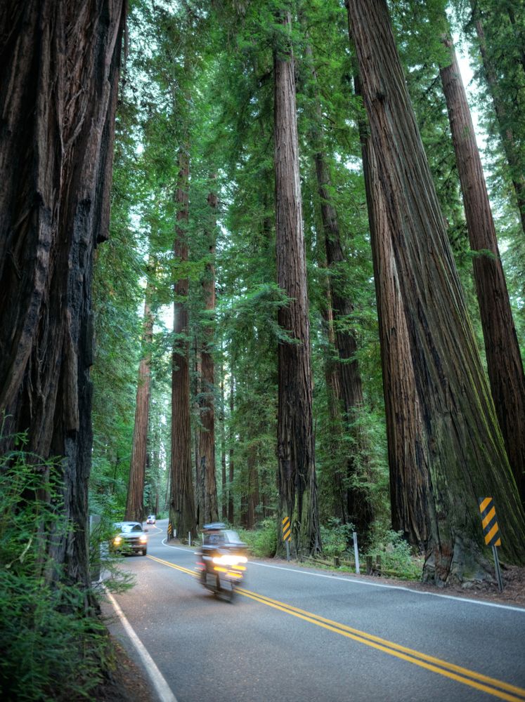motorcycle on forest road